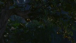 PAN RIGHT TO LEFT OF BRANCH OF TREE WITH GOLDEN APPLES OR FRUIT. LUSH FOREST. FERNS AND PLANTS. COULD BE GARDEN OF EDEN OR PARADISE. Stock Footage