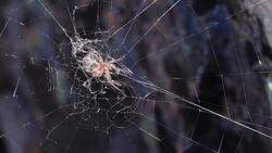 Why are Spiders Living in my House? Instructional Video