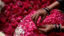PAN RIGHT TO LEFT OF WOMEN'S HANDS PUTTING FLOWER PETALS INTO BASKET AND STRINGING FLOWER BLOSSOMS TOGETHER WITH NEEDLE AND THREAD. COULD BE DECORATIONS FOR WEDDING, CELEBRATION, PARTY OR FESTIVAL. Stock Footage