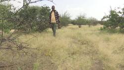 Kenya suffers worst locust swarms in 70 years Instructional Video