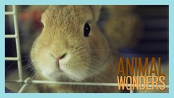 Senior Rabbit Care Instructional Video