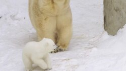 The Truth About the Brain: Is it Really the Fattest Organ? Instructional Video