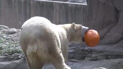 Halloween arrives early for Detroit Zoo animals Instructional Video