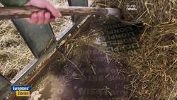 Wolf protection reduced in Europe. Is biodiversity at stake? News Clip