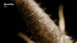 Creepy Crawly Close-Ups Instructional Video