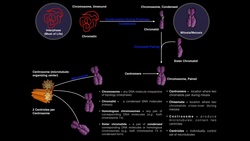 The Many C-Words in Genetics | Clearing up the Confusion Instructional Video