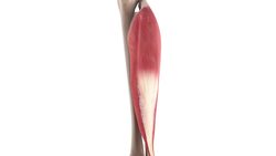 Soleus muscle (3D) Instructional Video