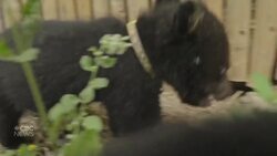 #TheMoment 16 bear cubs were rescued by wildlife conservation team News Clip