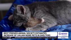 Why Are There So Many Animals In U.S. Shelters? News Clip