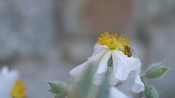 Crab Spider on white poppy Stock Footage