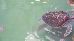 Green sea turtle Sea turtle thailand Stock Footage