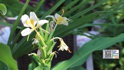 Garden Guide: How to grow ginger plants on your patio News Clip