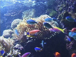 ¿Qué es un pez?: introducción Instructional Video