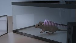 TED: Are brain waves the secret to treating Alzheimer's? | Li-Huei Tsai Instructional Video