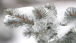 Pine branch and falling snow Stock Footage