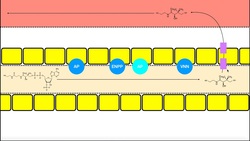 Vitamin B5 [Pantothenic Acid] | Salvage, CoA Biosynthesis, & Other Facts Instructional Video