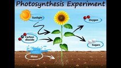 Photosynthesis Experiment Instructional Video