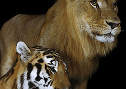 Género Instructional Video