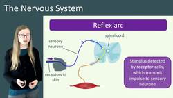 Understanding Reflex Arcs in the Nervous System Instructional Video