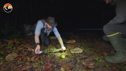 Milking Costa Rica's Most Dangerous Pit Viper! Instructional Video