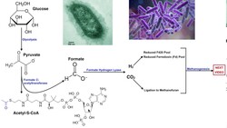 Intestinal Production of Hydrogen Gas (H2) by Bacteria for Reduced Coenzymes Instructional Video