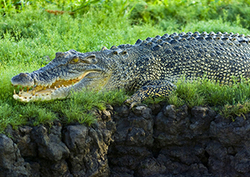 Factpack: Deadliest Animals Instructional Video