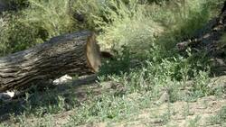 Get to Know the Endangered Wild Dog Known as a Dhole Instructional Video