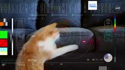 Meow from Mars: Nasa streams cat video from craft 30 million km away News Clip