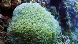 Underwater Sunflower coral (Alveopora spongiosa) Stock Footage