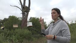 Southern Ground hornbills threatened by climate change Instructional Video