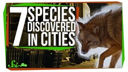 7 New Species Discovered in Cities Instructional Video
