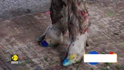 Rescued Sheep In S.Africa Takes Up The Paintbrush News Clip