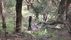 Shiloh Ranch Regional California. Stock Footage