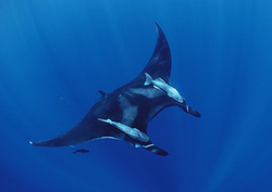 Interdependence of living things Instructional Video