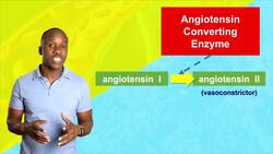 Drugs That Affect the Cardiovascular System Instructional Video