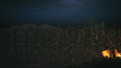 Ethiopian government declares ceasefire until end of farming season Instructional Video