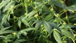 blooming medical cannabis plant Stock Footage