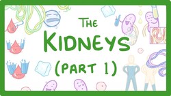 Biology - How the Kidneys Work - (Kidneys Part 1/3) #27 Instructional Video