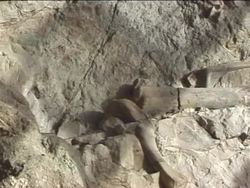 Exploring the Mesozoic Era Instructional Video