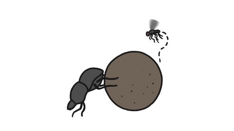 Why Do Some Animals Eat Poop?