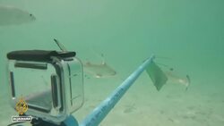 Thailand conservation: Marine life under threat from tourists News Clip