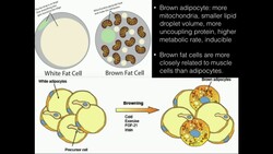 Uncoupling Proteins (Thermogenin) Produce HEAT! Instructional Video