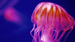 Oceans Instructional Video