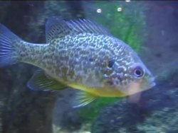 Exploring Embryological Evidence of Evolution Instructional Video