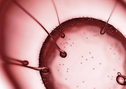 The human cell Instructional Video