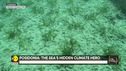 Restoring Posidonia: Oceans’ Best Defense Against Climate Change News Clip