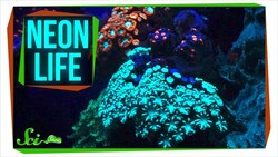 Biofluorescence: A Neon World Hidden in Plain Sight Instructional Video