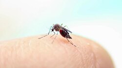 Close-up of a mosquito sucking blood on human skin, Mosquito is carrier of Malaria/ Encephalitis/ Dengue, Macro shot Stock Footage