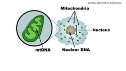 Nuclear DNA ruling: What does it mean for Heuermann case? News Clip