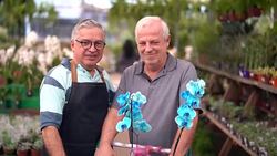 Portrait of Mature Man Customer and Salesman at Flower Market Stock Footage